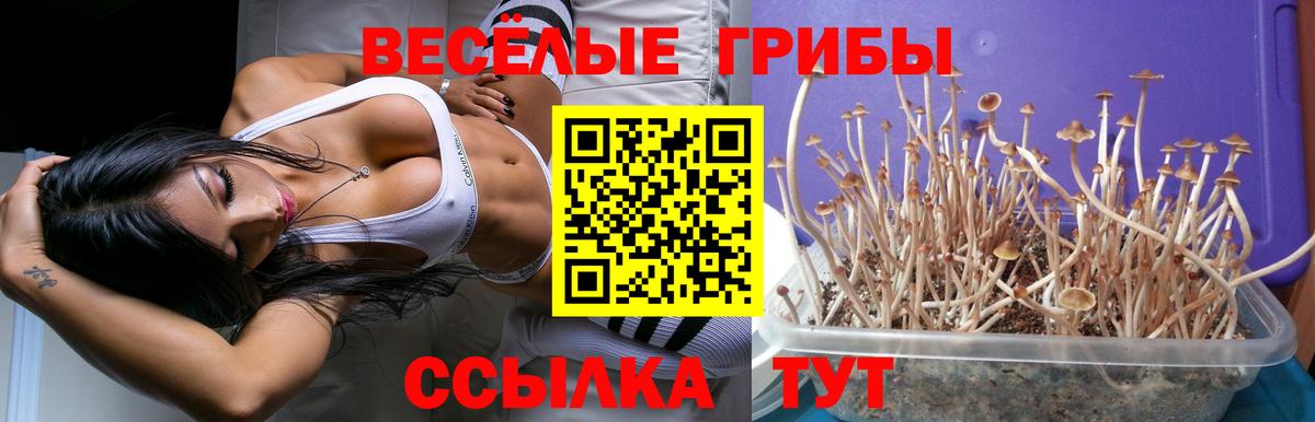 Ахтубинск  Галлюциногенные грибы Psilocybe  Вход с VPN 